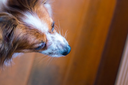 papillon dogの写真素材