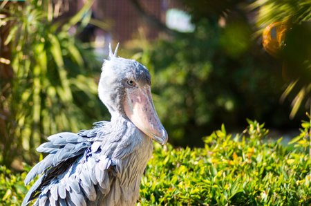 Balaeniceps rexの写真素材