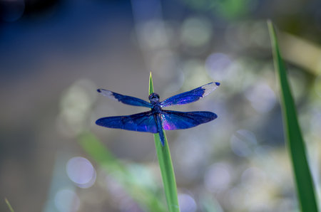 Rhyothemis fuliginosaの写真素材