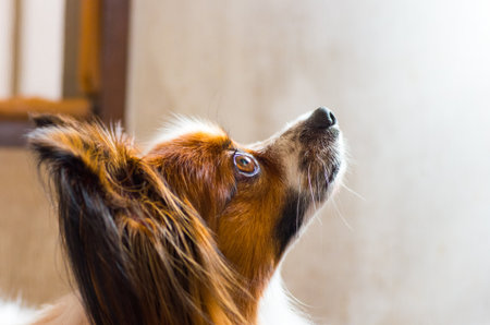 papillon dogの写真素材
