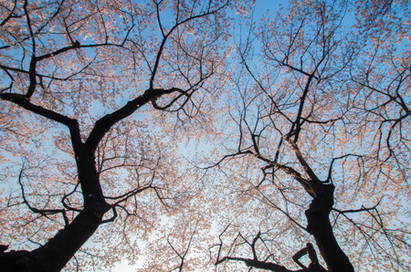 Chidorigafuchi cherry blossoms, tokyo prefectures, tourism japanの写真素材