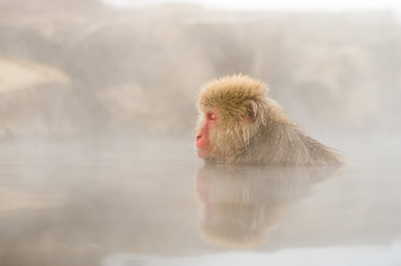 Snow monkey at Jigokudani springs,nagano(prefectures),tourism of japanの写真素材