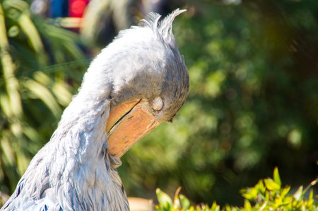 Balaeniceps rexの写真素材