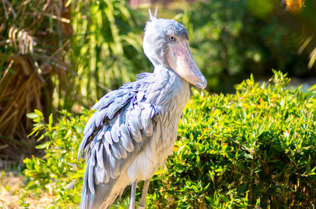 Balaeniceps rexの写真素材