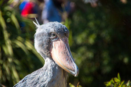Balaeniceps rexの写真素材
