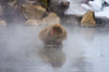 Snow monkey at Jigokudani springs,nagano(prefectures),tourism of japanの写真素材