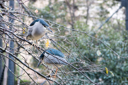 Tenno-ji zoo,osaka(prefectures),tourism of japanの写真素材