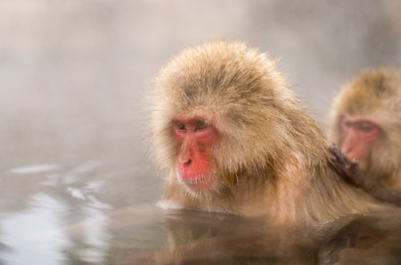 Snow monkey at Jigokudani springs,nagano(prefectures),tourism of japanの写真素材