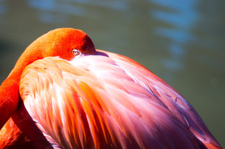 Pink Flamingoの写真素材
