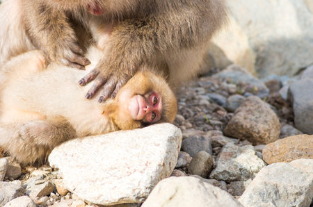 Snow monkey at Jigokudani springs,nagano(prefectures),tourism of japanの写真素材