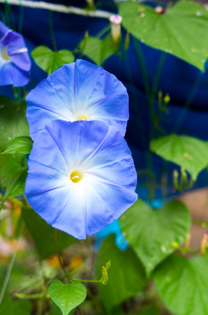flowerの写真素材