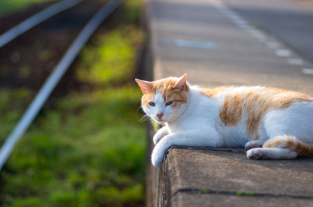 cat at Kominato railway chiba prefectures, tourism japanの写真素材