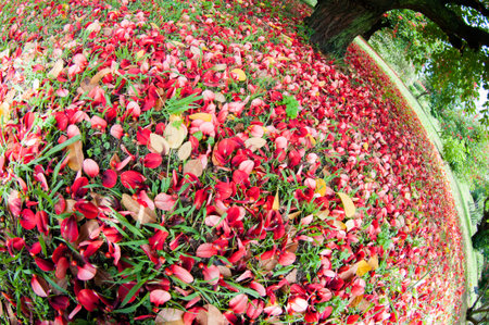 Indian coral tree flowerの写真素材