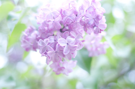 flowerの写真素材