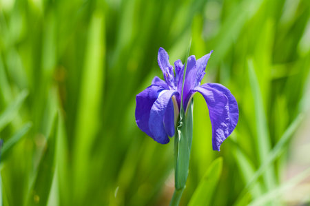 Iris flowerの写真素材