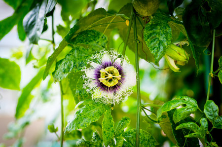 Passion flower, Passiflora caeruleaの写真素材
