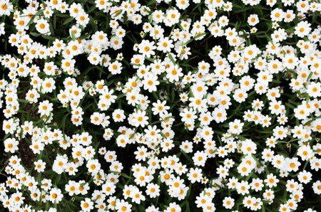 flowerの写真素材