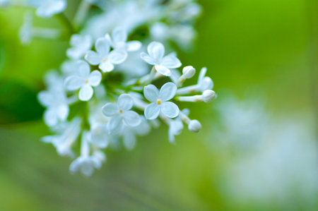 flowerの写真素材