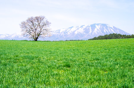 Koiwai farm,morioka city,iwate,tourism of japanの写真素材