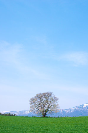 Koiwai farm,morioka city,iwate,tourism of japanの写真素材