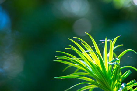 tropical plantの写真素材