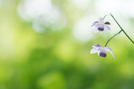 Anemonopsis macrophylla at tokyo Mt.mitake,tourism of japanの写真素材