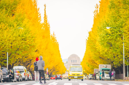 tokyo jingu ginkgo,tokyo(prefectures),tourism of japanのeditorial素材