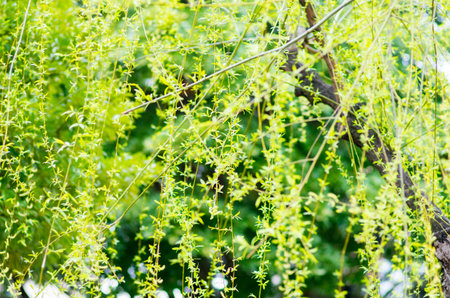 green plant