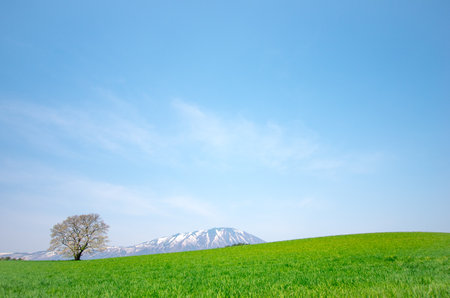 Koiwai farm,morioka city,iwate,tourism of japanの写真素材
