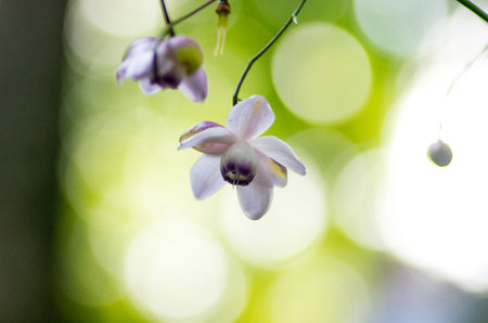 Anemonopsis macrophylla at tokyo Mt.mitake,tourism of japanの写真素材