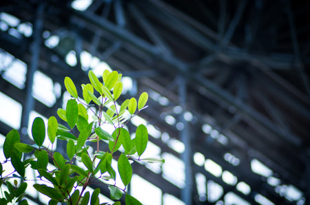 green plantの写真素材