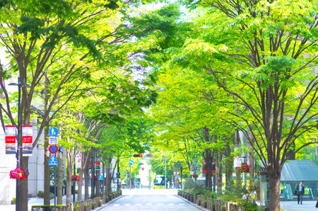 nakadori street,tokyo,tourism of japanのeditorial素材