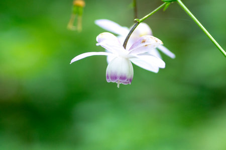 Anemonopsis macrophylla at tokyo Mt.mitake,tourism of japanの写真素材