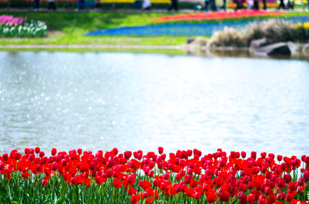 tulip flowerの写真素材