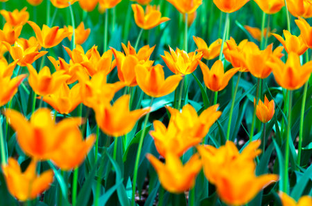 tulip flowerの写真素材