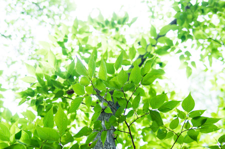 green plantの写真素材