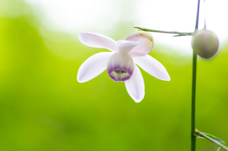 Anemonopsis macrophylla at tokyo Mt.mitake,tourism of japanの写真素材