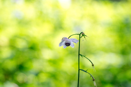 Anemonopsis macrophylla at tokyo Mt.mitake,tourism of japanの写真素材