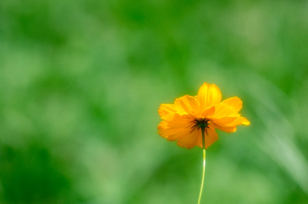 cosmos sulphureus flowerの写真素材