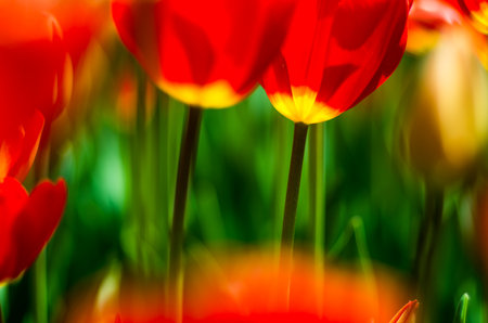 tulip flowerの写真素材