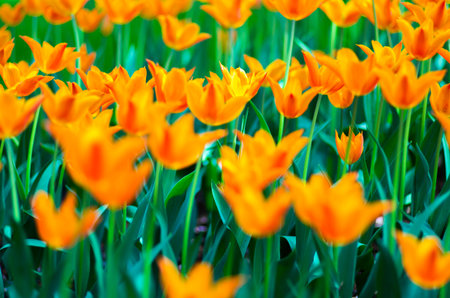 tulip flowerの写真素材