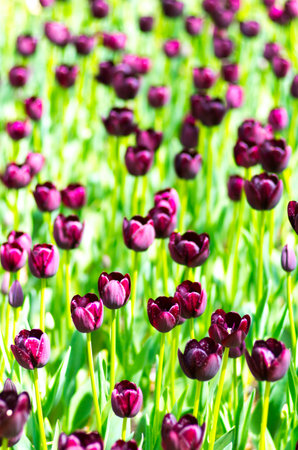 tulip flowerの写真素材
