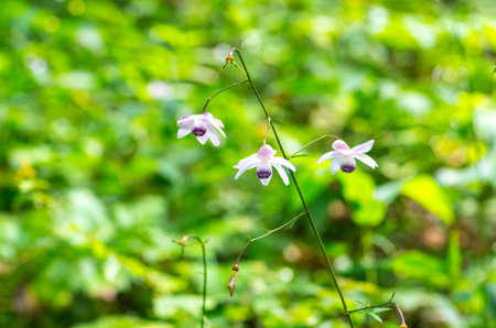Anemonopsis macrophylla at tokyo Mt.mitake,tourism of japanの写真素材