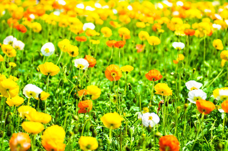 poppy flowerの写真素材