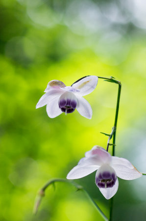 Anemonopsis macrophylla at tokyo Mt.mitake,tourism of japanの写真素材