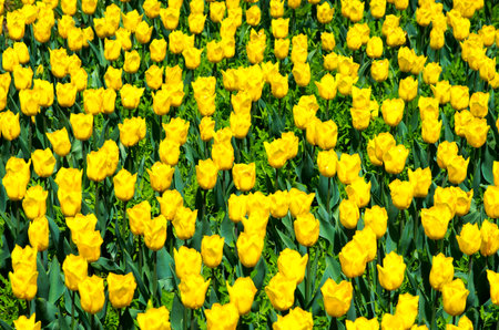 tulip flowerの写真素材