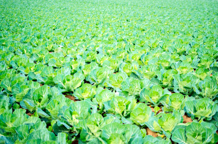 Cabbage fieldの写真素材