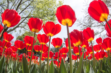 tulip flowerの写真素材