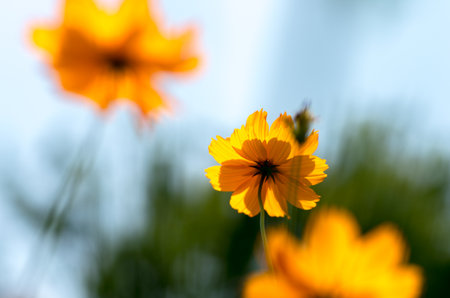 cosmos sulphureus flowerの写真素材