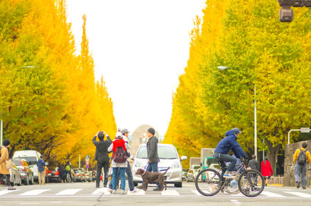 tokyo jingu ginkgo,tokyo(prefectures),tourism of japanのeditorial素材